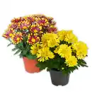 Bild 1 von Spinnen Chrysantheme