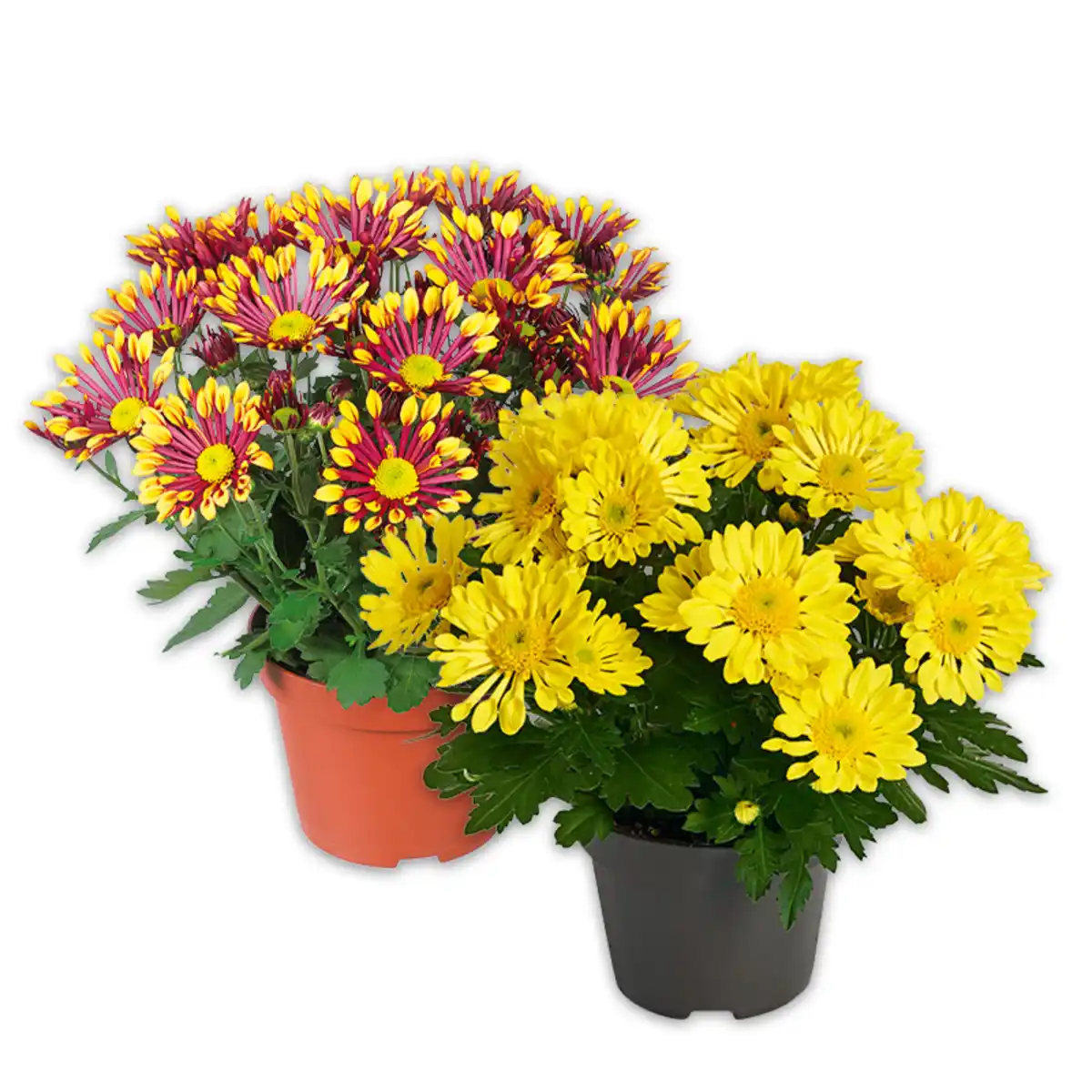 Bild 1 von Spinnen Chrysantheme