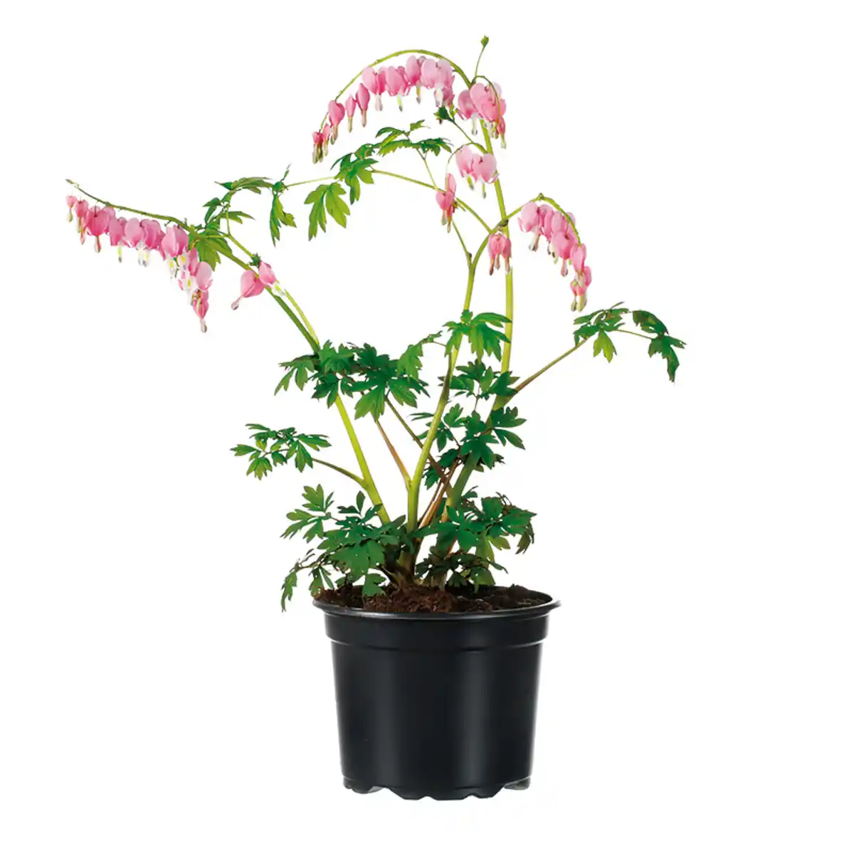 Bild 1 von Finest Garden Tränendes Herz