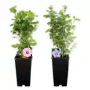 Bild 1 von Finest Garden Garten-Hibiskus