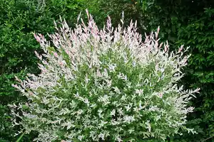 Harlekinweide-Busch Salix Hakuro Nishiki