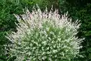 Bild 1 von Harlekinweide-Busch Salix Hakuro Nishiki