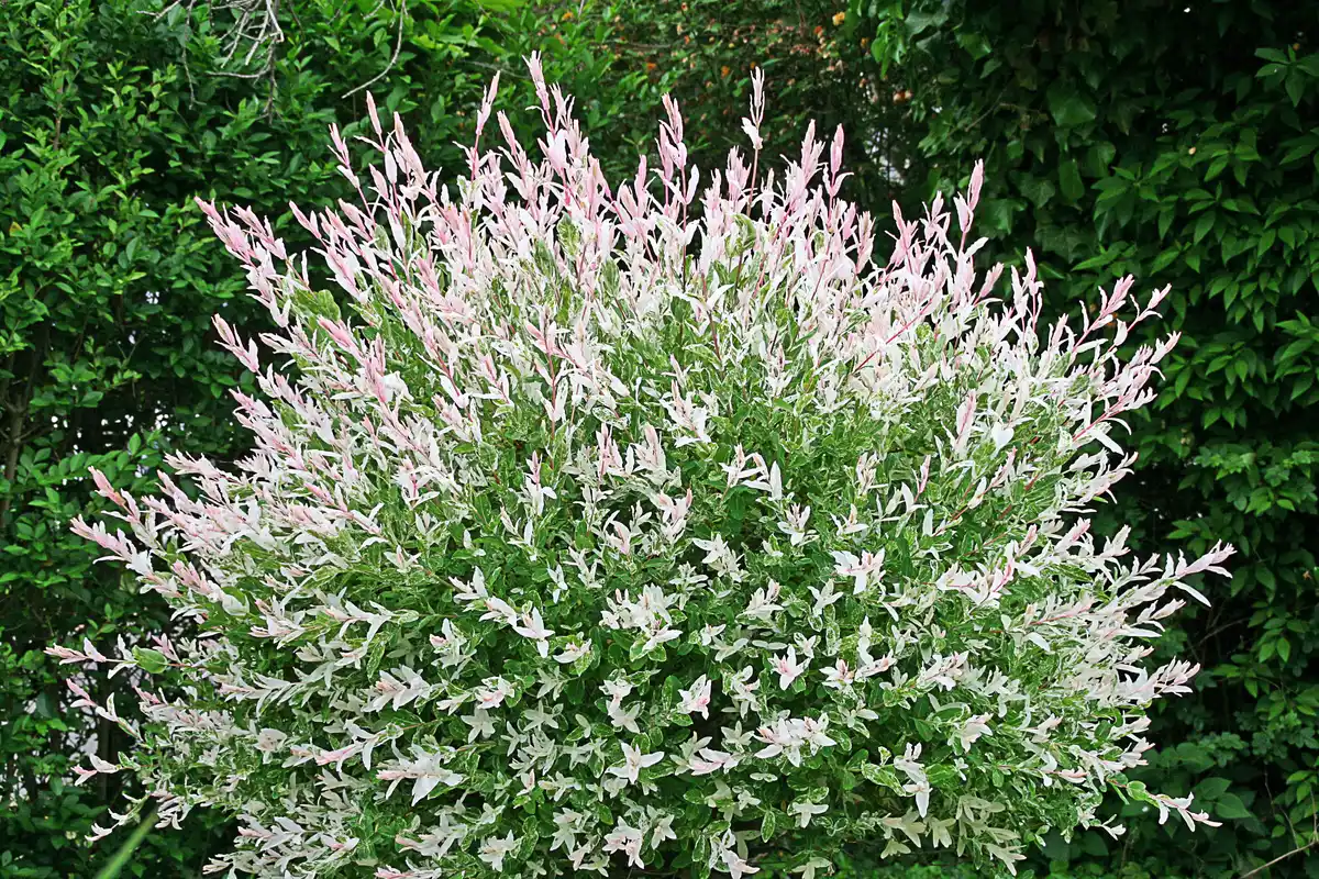 Bild 1 von Harlekinweide-Busch Salix Hakuro Nishiki