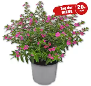Köcherblümchen „Flory Glory“*