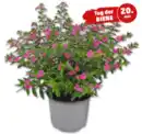 Bild 1 von Köcherblümchen „Flory Glory“*