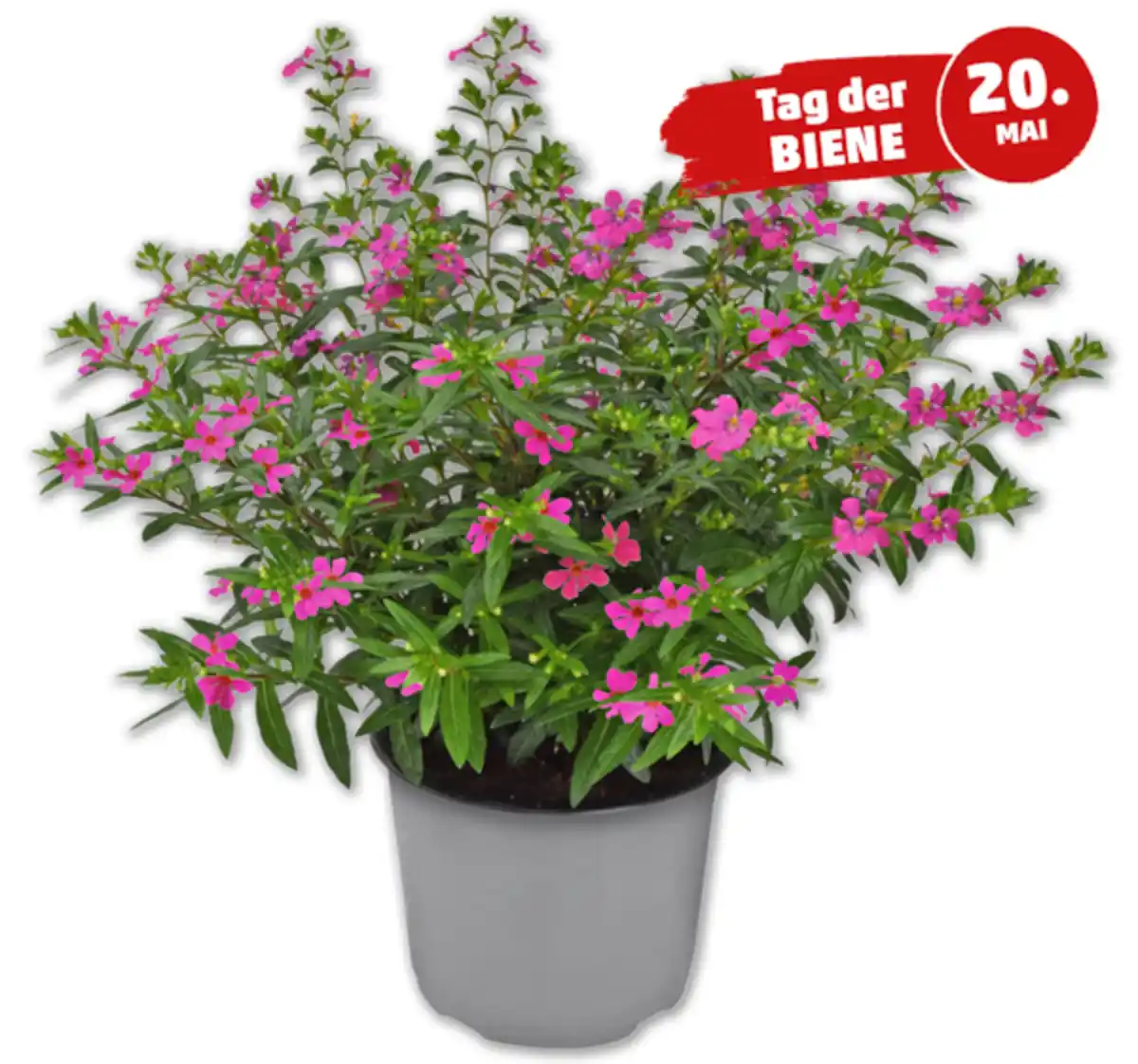 Bild 1 von Köcherblümchen „Flory Glory“*