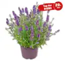 Bild 1 von Lavendel „Essence purple“*