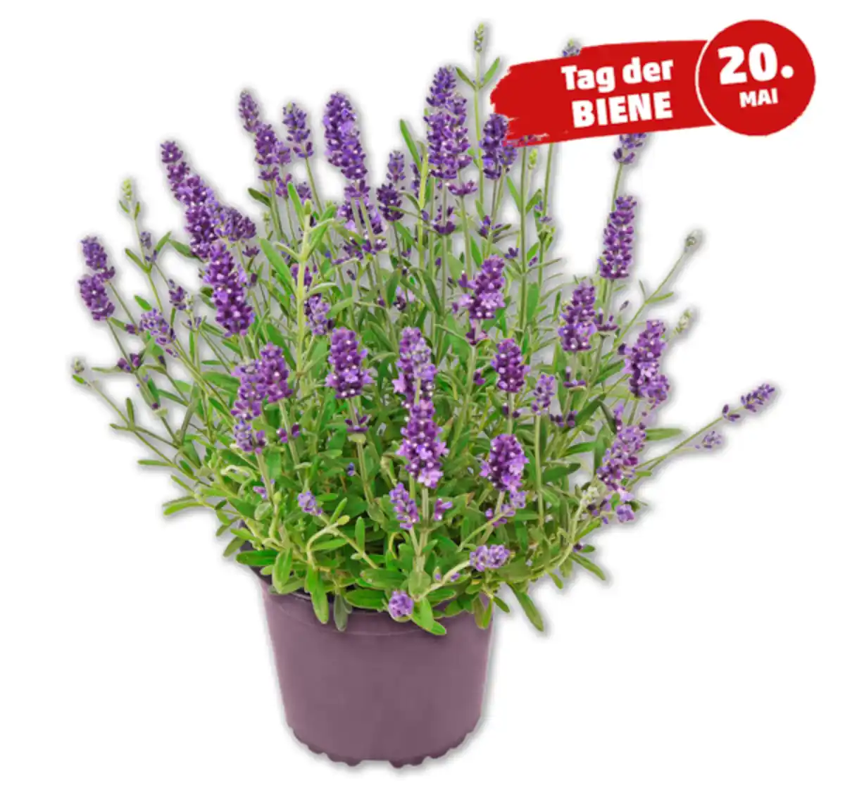 Bild 1 von Lavendel „Essence purple“*