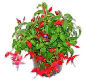 Fuchsie*