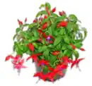 Bild 1 von Fuchsie*