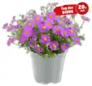 Bild 1 von Gänseblümchen „Fresco“*