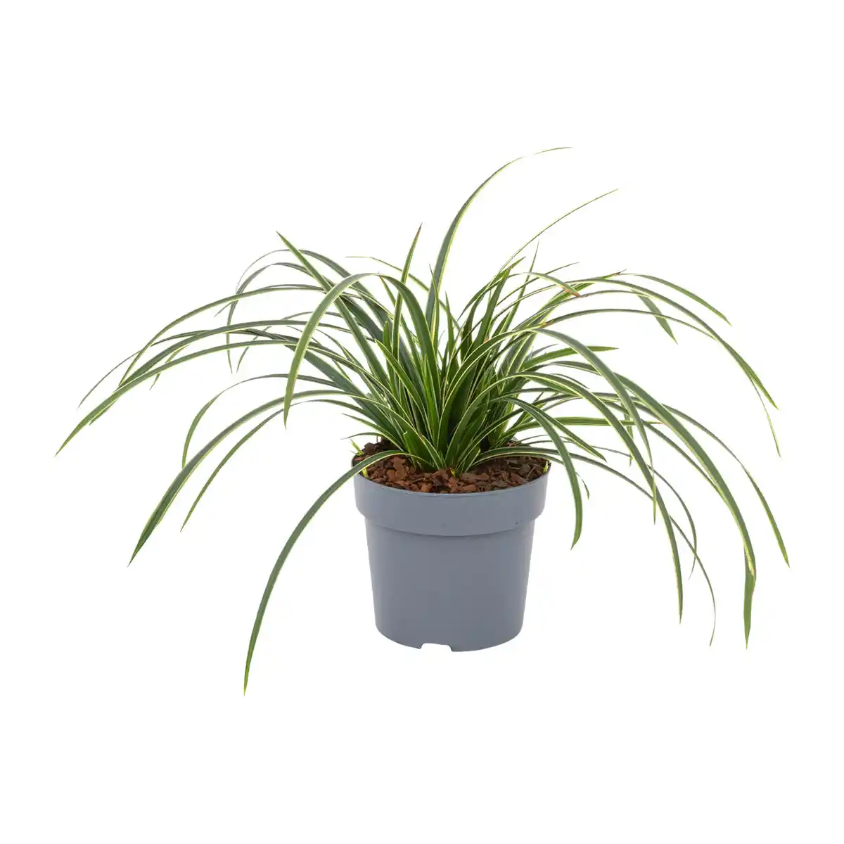Bild 4 von GARDENLINE Immergrüne Gräser