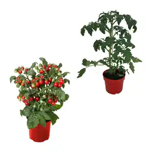 GARDENLINE Balkongemüse