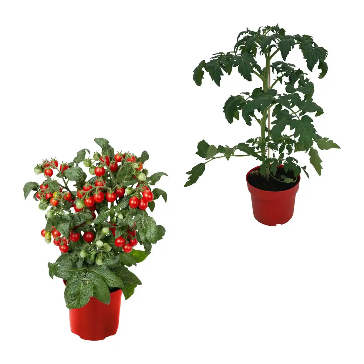 Bild 1 von GARDENLINE Balkongemüse