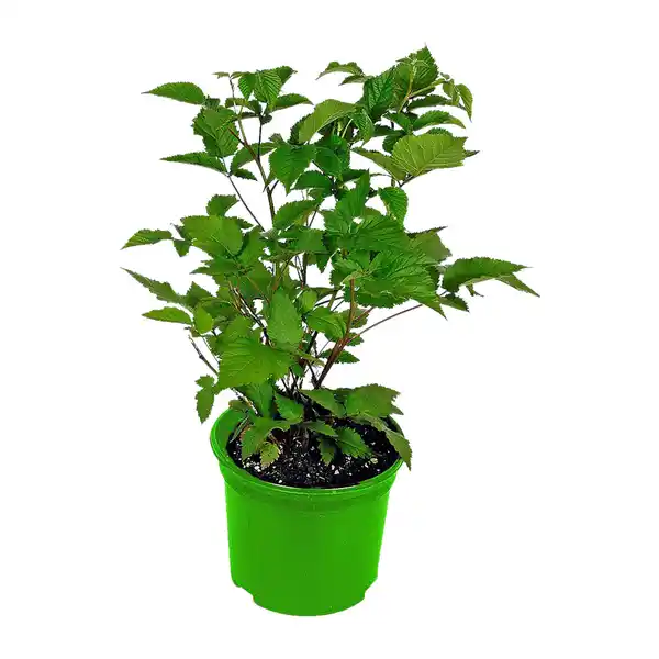 Bild 2 von GARDENLINE Bio-Beerenstrauch