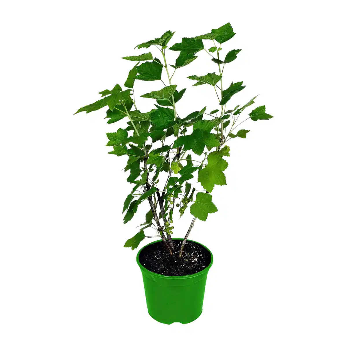 Bild 4 von GARDENLINE Bio-Beerenstrauch