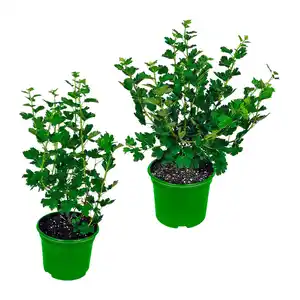 GARDENLINE Bio-Beerenstrauch
