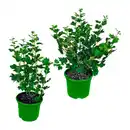 Bild 1 von GARDENLINE Bio-Beerenstrauch