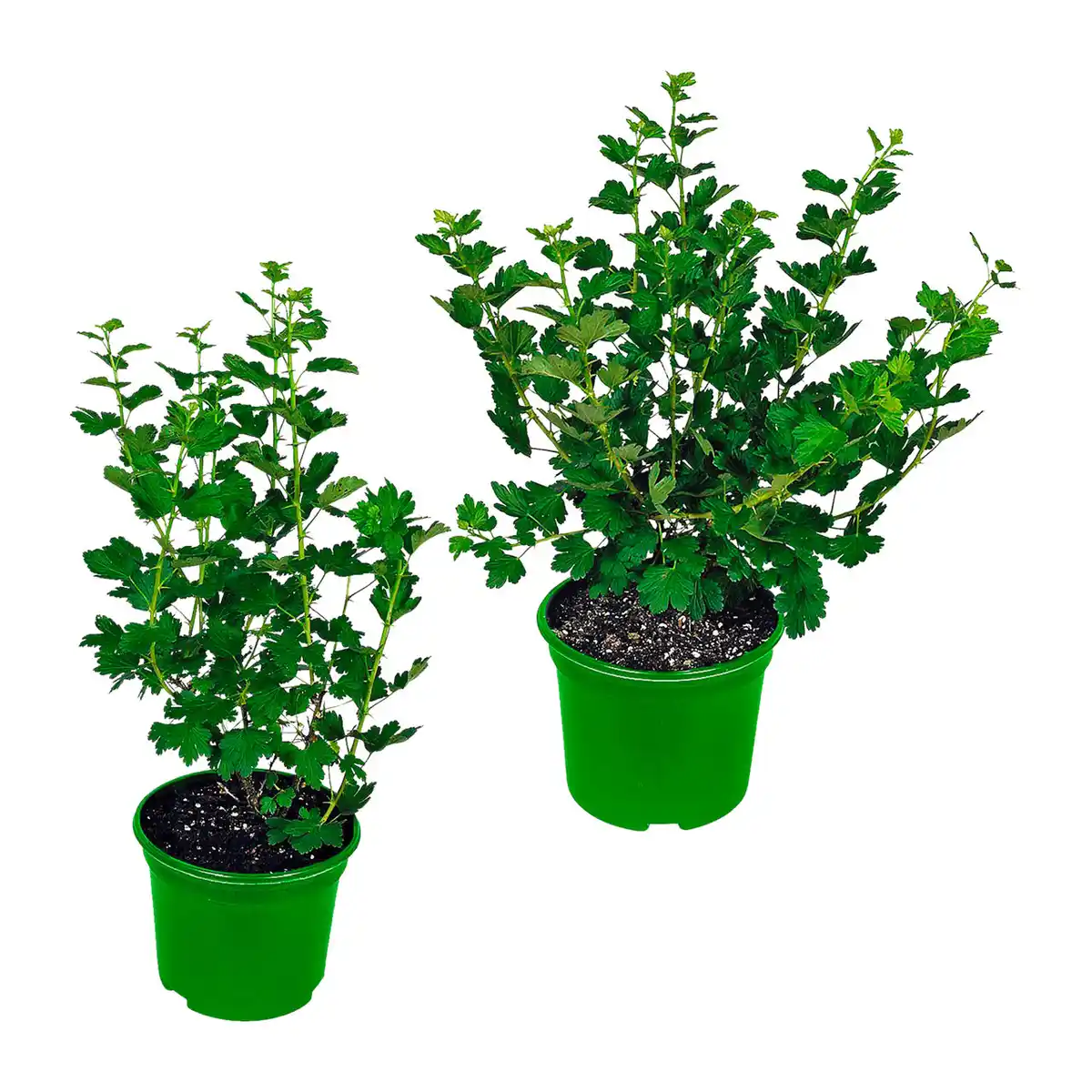Bild 1 von GARDENLINE Bio-Beerenstrauch