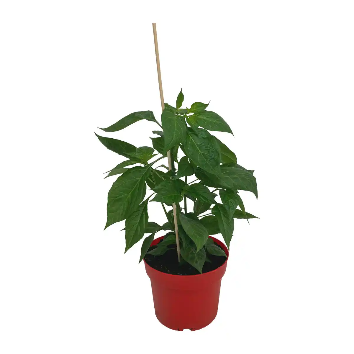 Bild 4 von GARDENLINE Balkongemüse