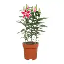 Bild 2 von GARDENLINE Orientalische Lilie