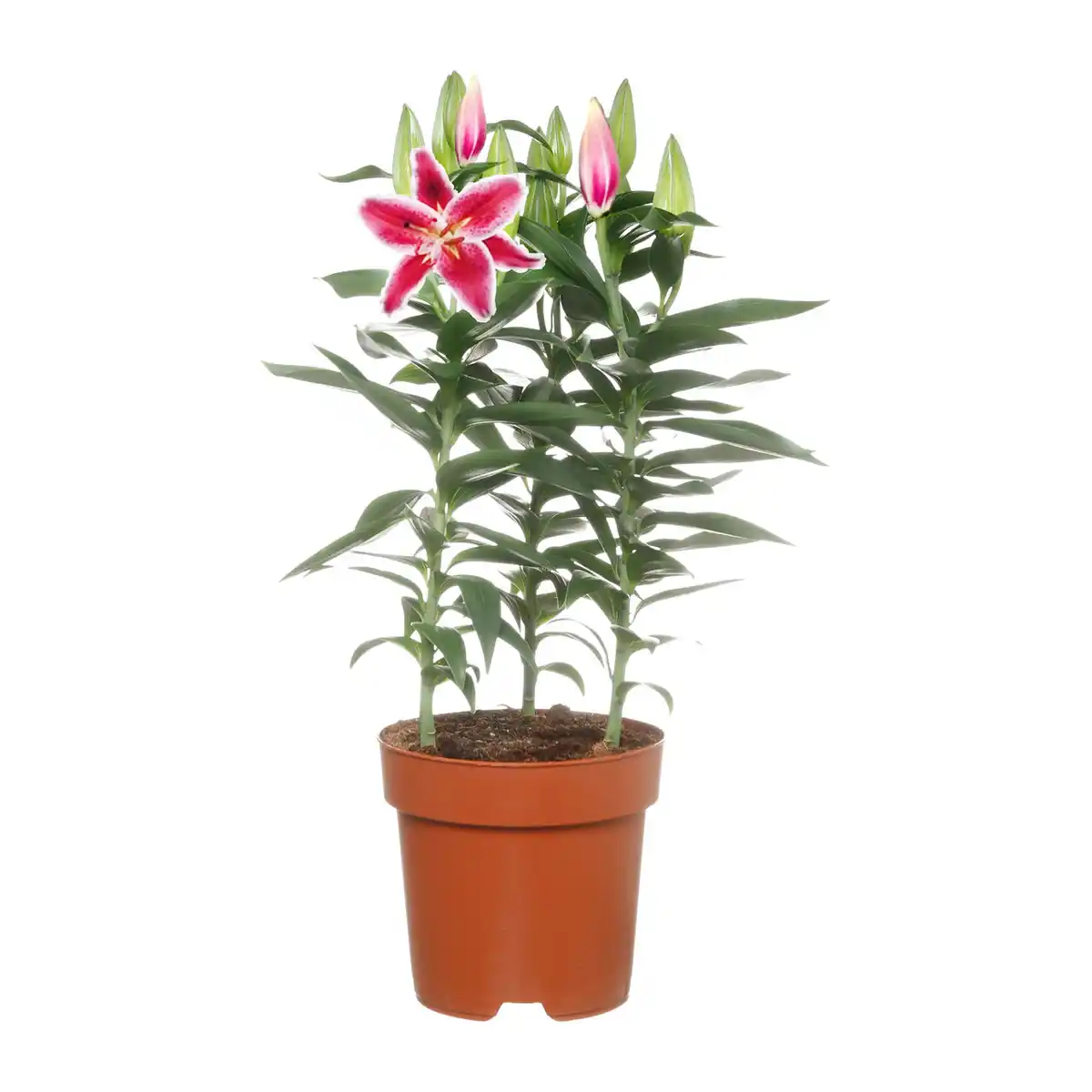Bild 2 von GARDENLINE Orientalische Lilie