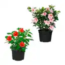 Bild 1 von GARDENLINE Patiopflanze