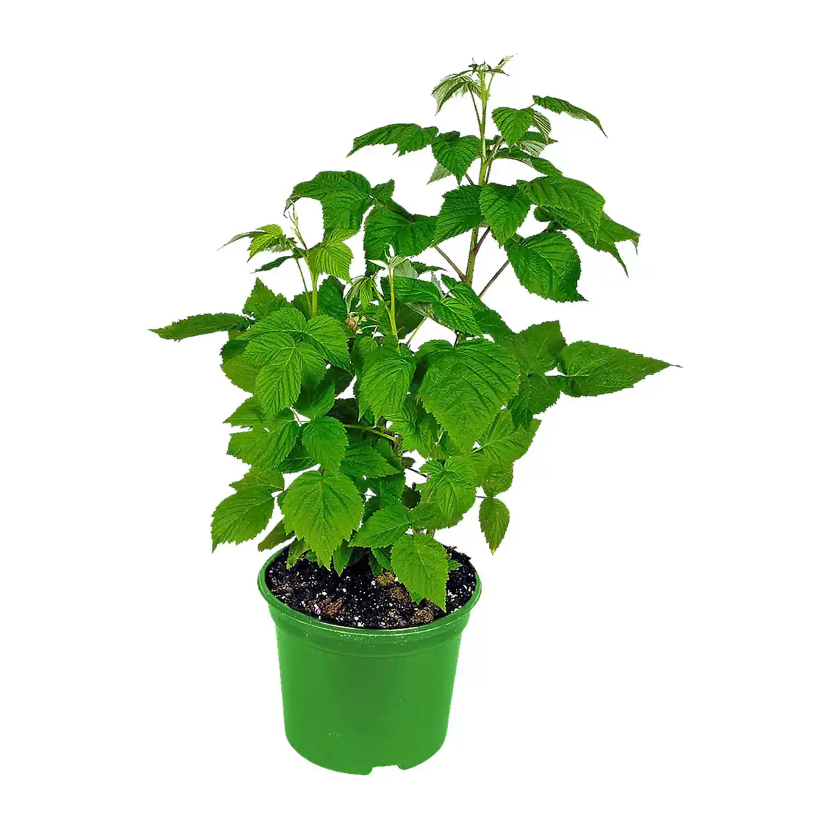 Bild 3 von GARDENLINE Bio-Beerenstrauch