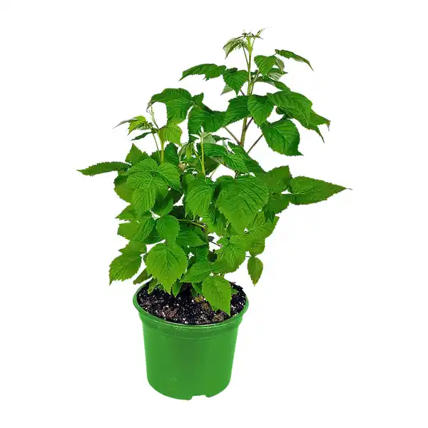 Bild 3 von GARDENLINE Bio-Beerenstrauch