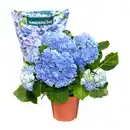 Bild 2 von GARDENLINE Hortensie