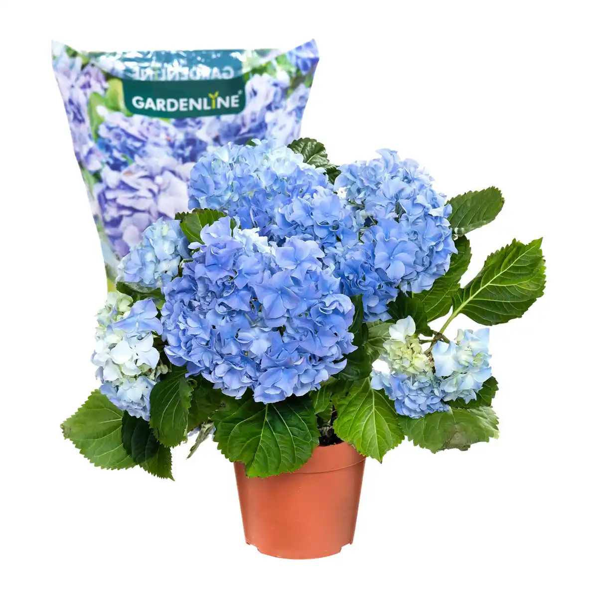 Bild 2 von GARDENLINE Hortensie