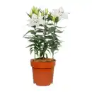 Bild 3 von GARDENLINE Orientalische Lilie