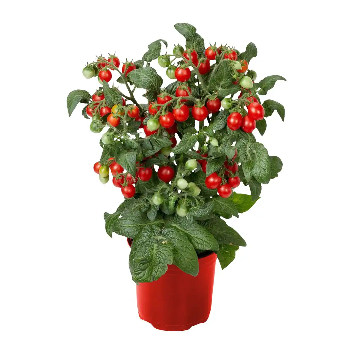 Bild 3 von GARDENLINE Balkongemüse