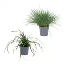 Bild 1 von GARDENLINE Immergrüne Gräser