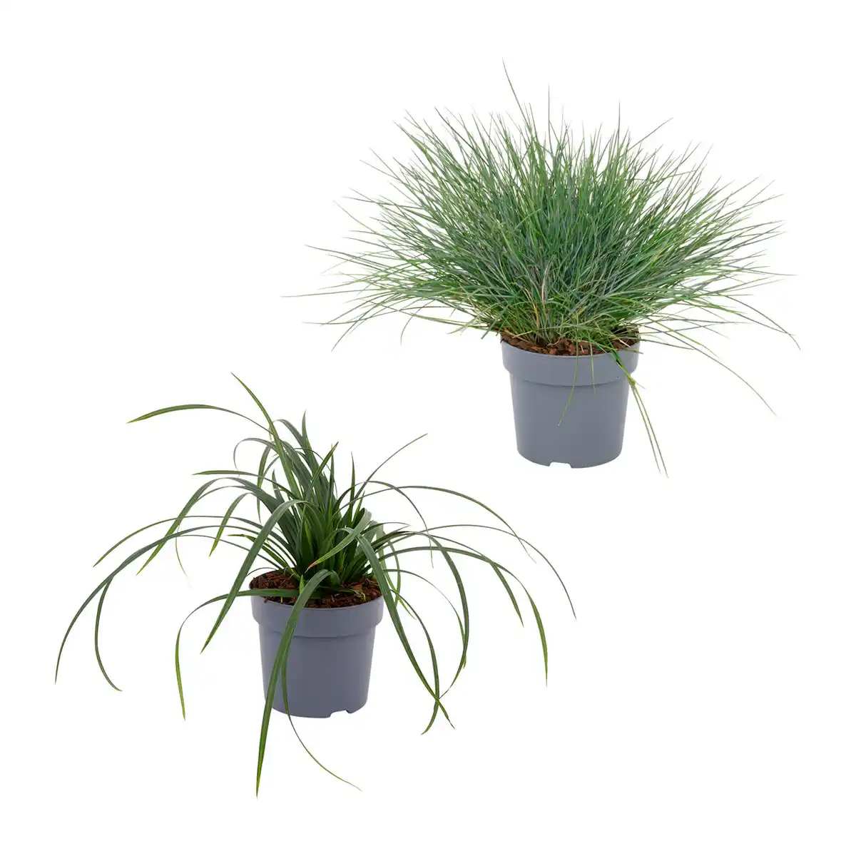 Bild 1 von GARDENLINE Immergrüne Gräser