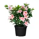 Bild 3 von GARDENLINE Patiopflanze