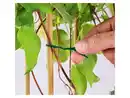 Bild 2 von PARKSIDE® Wuchshilfen-Set / Pflanzendraht-Set