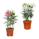 Bild 1 von GARDENLINE Orientalische Lilie