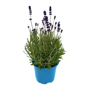 GARDENLINE Lavendel