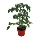 Bild 2 von GARDENLINE Balkongemüse