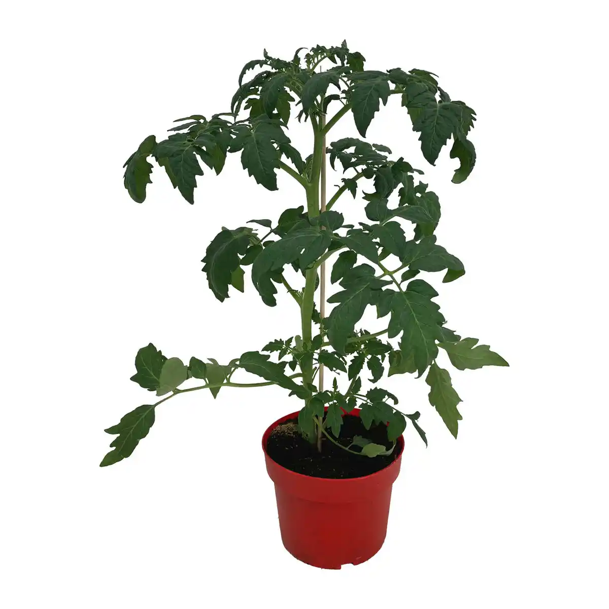 Bild 2 von GARDENLINE Balkongemüse
