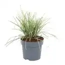 Bild 2 von GARDENLINE Immergrüne Gräser