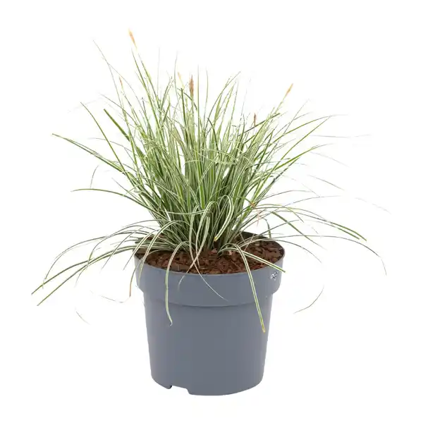 Bild 2 von GARDENLINE Immergrüne Gräser