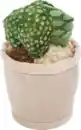 Bild 1 von IDEENWELT Pflanzenplüsch Kaktus mit Blume