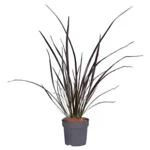 GARDENLINE Neuseeland-Flachs / Keulenlilie