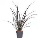 Bild 1 von GARDENLINE Neuseeland-Flachs / Keulenlilie