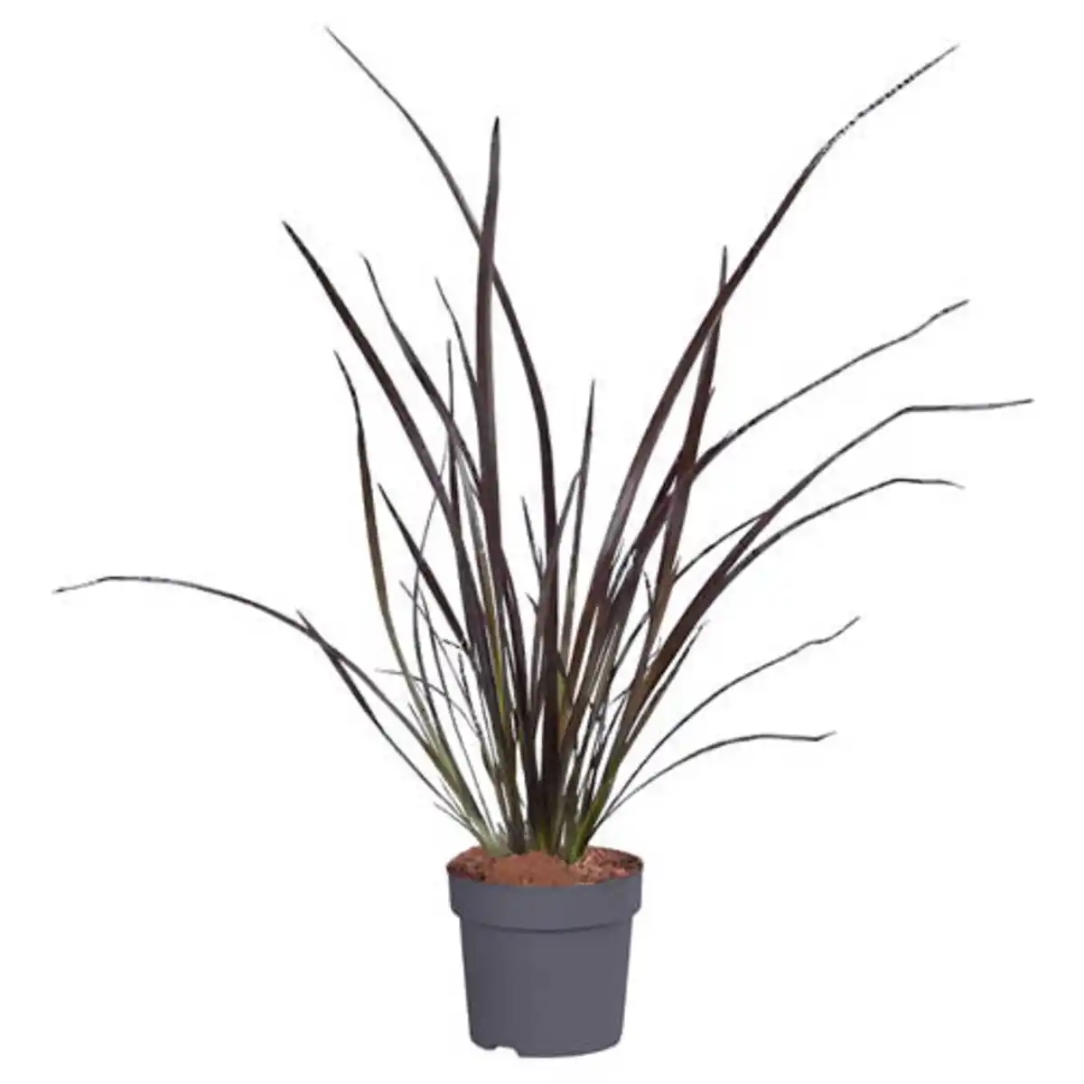 Bild 1 von GARDENLINE Neuseeland-Flachs / Keulenlilie