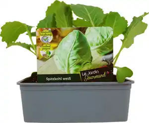 Kohlgemüse"Le Jardin Gourmand" Spitzkohl 6er Schale