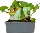 Bild 1 von Kohlgemüse"Le Jardin Gourmand" Spitzkohl 6er Schale