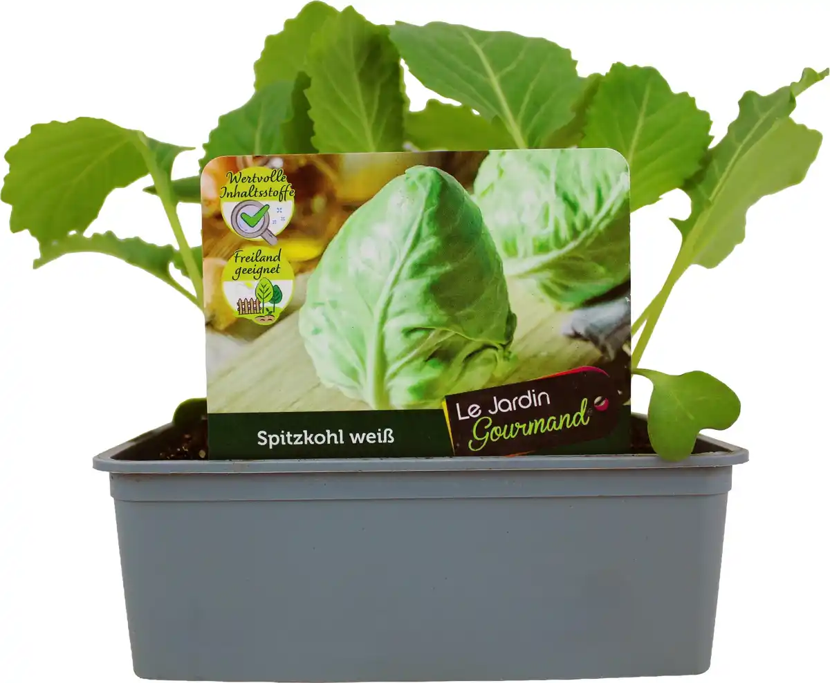 Bild 1 von Kohlgemüse"Le Jardin Gourmand" Spitzkohl 6er Schale